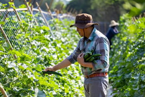 farm labor